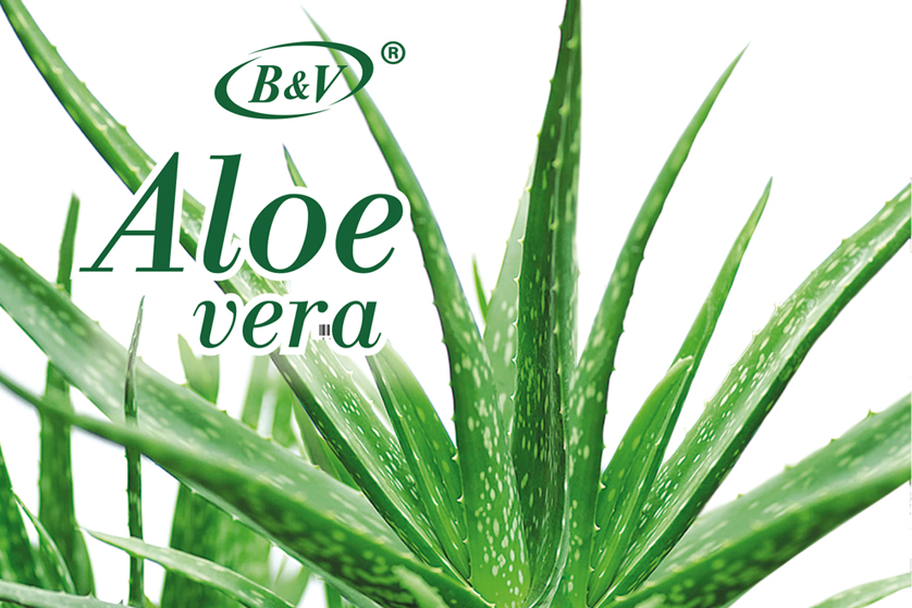aloe vera.jpg aloe vera.jpg